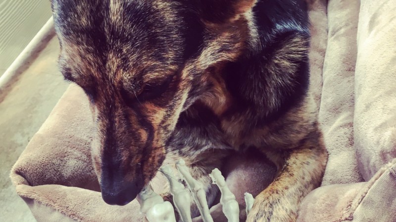 Bone Dog: Book&nbsp;Rave